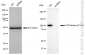 KD-Validated Anti-PI3 Kinase p110 beta Rabbit Monoclonal Antibody